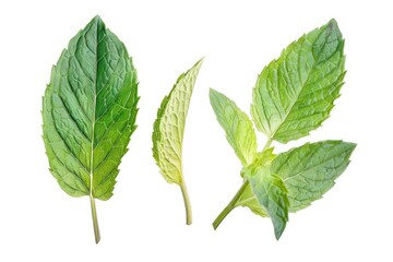 Obraz premium Mint leaves isolated on white background.