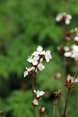 Macro image of New Zealand satin flower blooms, North Yorkshire England
