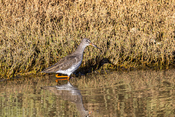 Spotted Redshank, Tringa erythropus looking for food in a beach at Quinta do Lago, Ria Formosa in...