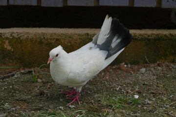 The Indian Fantail is a breed of fancy pigeon known for its unique and striking appearance. This breed is one of many varieties developed through selective breeding for particular traits. |印度安扇尾鸽