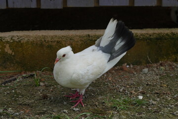 The Indian Fantail is a breed of fancy pigeon known for its unique and striking appearance. This breed is one of many varieties developed through selective breeding for particular traits. |印度安扇尾鸽