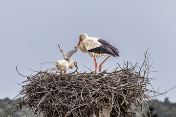 White Storks, Ciconia ciconia at Odiaxere in the Algarve region, District Faro, Portugal.