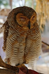 The Spotted Wood Owl (Strix seloputo) is a striking owl species known for its distinctive markings and habitat preferences. Native to Southeast Asia|點斑林鴞