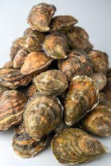 A pile of fresh oysters on a white background