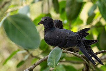 White-crowned Pigeon - Patagioenas leucocephala, beautiful pigeon from the Caribbean forests and woodlands, Jamaica.