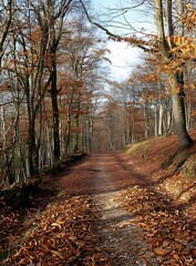 Naklejka premium The colorful path in the middle of the forest