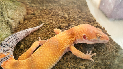top view of super hypo tangerine leopard gecko on the sand
