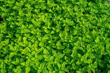 Obraz premium Close up of Spearmint growing in a garden (Mentha spicata) 