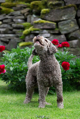 Lagotto Romagnolo bettelt um ein Leckerchen