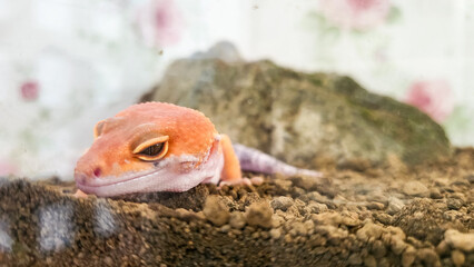 closeup super hypo tangerine leopard gecko on the sand