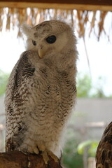 The Barred Eagle-Owl, also known as the Malay Eagle-Owl (Bubo sumatranus), is a majestic and relatively large owl species found in Southeast Asia.|马来雕鸮