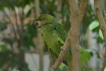 The Orange-winged Amazon (Amazona amazonica), also known as the Orange-winged Parrot, is a vibrant and intelligent parrot species native to South America.|橙翅亞馬遜鸚鵡