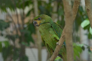 The Orange-winged Amazon (Amazona amazonica), also known as the Orange-winged Parrot, is a vibrant...