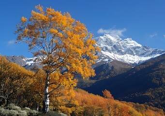Fototapeta premium colorful birch forest and snow mountain