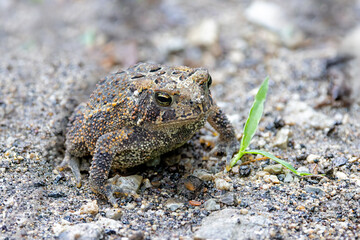 An American Toad Blends Into a Gravel Path