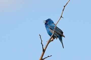 A Indigo Bunting Warbler Sings on Top of a  Thorny Branch
