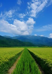 Rice fields in Japan