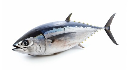 Fototapeta premium Fresh whole tuna fish on white background, studio shot. High-quality seafood concept