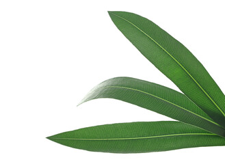 Closeup oleander leaves, Nerium in spring isolated on white, clipping path