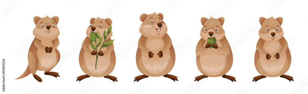Poster funny quokka as short-tailed scrub wallaby with rounded ears in different pose vector set