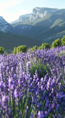 Lavender field with mountains in the background, nature beauty and tranquility concept