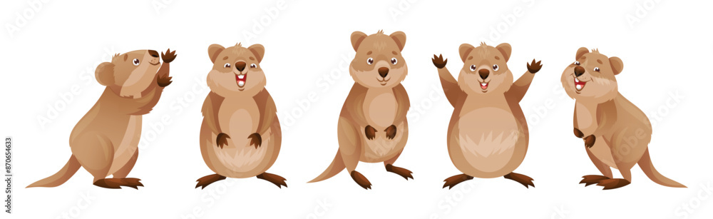 Poster funny quokka as short-tailed scrub wallaby with rounded ears in different pose vector set