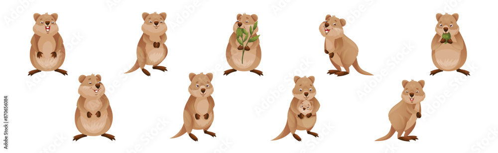 Poster funny quokka as short-tailed scrub wallaby with rounded ears in different pose vector set