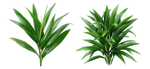 set of leaves, isolated on transparent background, green leaf