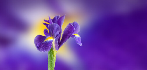 A Single Purple Iris Flower With Dewdrops Against a Blurry Purple Background