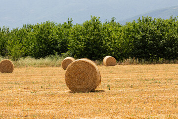 Field with straw bales and trees