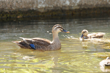 カルガモの親子