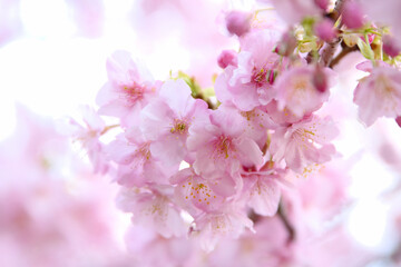 河津桜の花びら