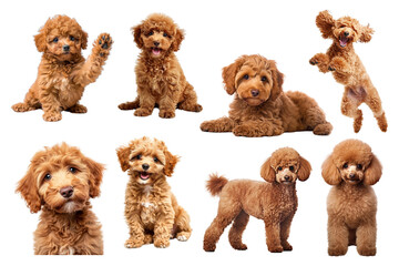 Cute Poodle dog png element set, transparent background
