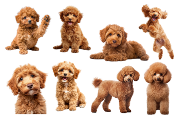 Cute Poodle dog png element set, transparent background