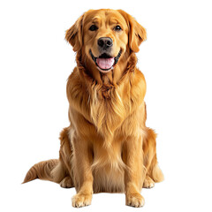 Golden retriever cut-out for print