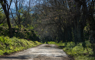 Tropical rainforests in Thailand, Road in the lush rainforest, Supporting environmental conservation, Concept of protecting the world and reducing global warming.