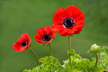 Kronen-Anemone (Anemone coronaria), Garten-Anemone, rote Blume, drei, blühen, Windröschen,...