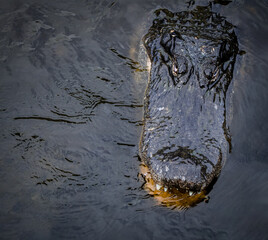 Alligator in the Wild