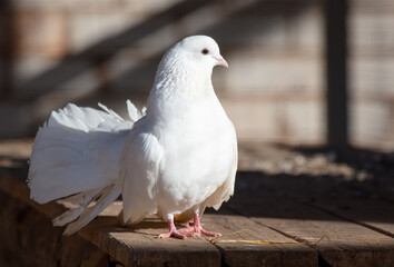 Portrait of a white dove on a farm