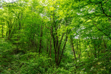 Green trees in the forest in summer