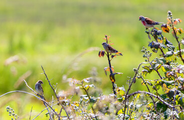 Three Common Linnet birds 