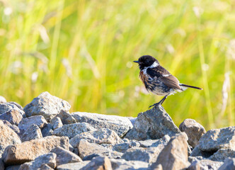 Male European Stonechat bird 