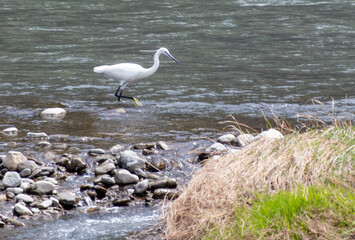 A heron hunts fish on the river