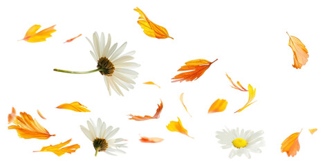 PNG Daisies with falling autumn leaves