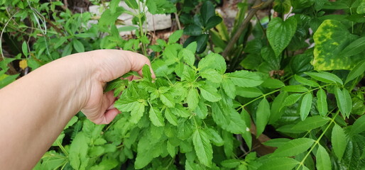 Hand picks organic Holy basil leaves to use in cooking. Ocimum tenuiflorum plant planted in the garden. Herbal plant with spicy effect. Pick off branches of basil plants that have bright green leaves.