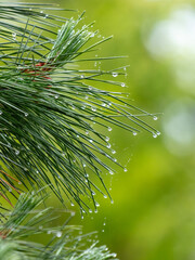 Drops of water on the needles of a coniferous tree after rain