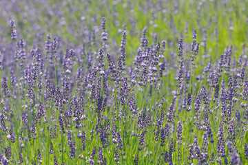 Naklejka premium ラベンダー（ラバディン）