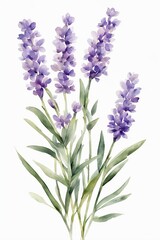 Minimalist Watercolor Purple Wildflowers, Lavender