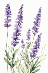 Obraz premium Minimalist Watercolor Purple Wildflowers, Lavender