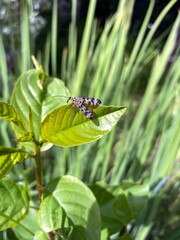 Fototapeta premium Муха скорпионница отдыхает на молодом зеленом листе